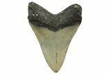 Fossil Megalodon Tooth - North Carolina #363709-1